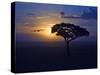 Early Sunrise on Vulture Gliding in Silhouetted Tree of the Maasai Mara, Kenya-Joe Restuccia III-Stretched Canvas