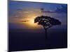 Early Sunrise on Vulture Gliding in Silhouetted Tree of the Maasai Mara, Kenya-Joe Restuccia III-Mounted Photographic Print