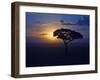 Early Sunrise on Vulture Gliding in Silhouetted Tree of the Maasai Mara, Kenya-Joe Restuccia III-Framed Photographic Print