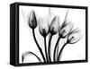 Early Tulips N Black and White-Albert Koetsier-Framed Stretched Canvas