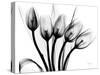 Early Tulips N Black and White-Albert Koetsier-Stretched Canvas