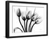 Early Tulips N Black and White-Albert Koetsier-Framed Art Print