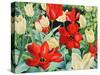 Early Tulips-Christopher Ryland-Stretched Canvas