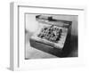 Early Typewriter-null-Framed Photographic Print