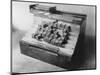 Early Typewriter-null-Mounted Photographic Print