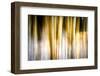 Early Winter Birches-Ursula Abresch-Framed Photographic Print