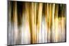 Early Winter Birches-Ursula Abresch-Mounted Photographic Print