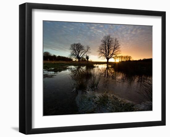 Early Winter Morning Reflection of Trees in a Flooded Icy Grassland in Richmond Park-Alex Saberi-Framed Photographic Print