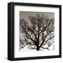 Early Winter Tree-Erin Clark-Framed Art Print