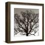 Early Winter Tree-Erin Clark-Framed Art Print