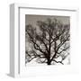 Early Winter Tree-Erin Clark-Framed Art Print