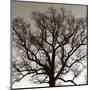 Early Winter Tree-Erin Clark-Mounted Art Print