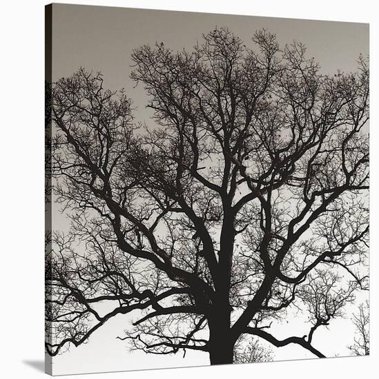 Early Winter Tree-Erin Clark-Stretched Canvas