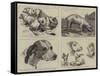 Early Works of the Late Sir Edwin Landseer-null-Framed Stretched Canvas