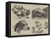 Early Works of the Late Sir Edwin Landseer-null-Framed Stretched Canvas