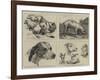 Early Works of the Late Sir Edwin Landseer-null-Framed Giclee Print