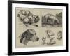 Early Works of the Late Sir Edwin Landseer-null-Framed Giclee Print