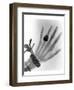 Early X-ray Photograph of a Hand Taken In 1896-Science Photo Library-Framed Photographic Print