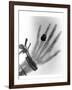 Early X-ray Photograph of a Hand Taken In 1896-Science Photo Library-Framed Photographic Print