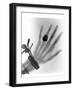 Early X-ray Photograph of a Hand Taken In 1896-Science Photo Library-Framed Photographic Print