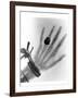 Early X-ray Photograph of a Hand Taken In 1896-Science Photo Library-Framed Premium Photographic Print