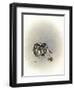 Ears Lookin at You Kid-Peggy Harris-Framed Giclee Print