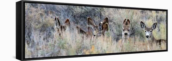 Ears. Mule Deer Does Hide in Tall Sage Brush in the High Desert-Richard Wright-Framed Stretched Canvas