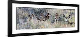 Ears. Mule Deer Does Hide in Tall Sage Brush in the High Desert-Richard Wright-Framed Photographic Print