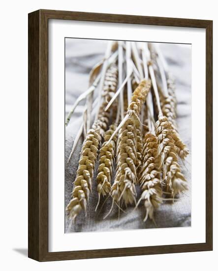Ears of Rye on a Linen Cloth-Susanne Casper-zielonka-Framed Photographic Print