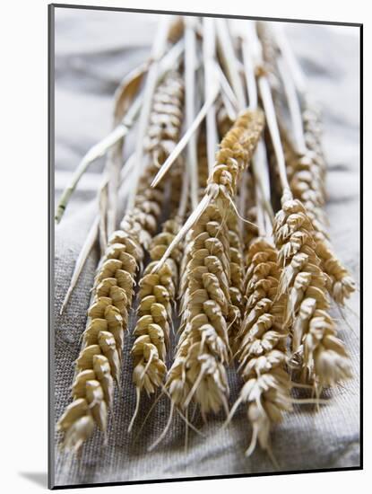 Ears of Rye on a Linen Cloth-Susanne Casper-zielonka-Mounted Photographic Print