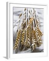 Ears of Rye on a Linen Cloth-Susanne Casper-zielonka-Framed Photographic Print