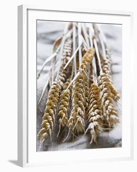 Ears of Rye on a Linen Cloth-Susanne Casper-zielonka-Framed Photographic Print