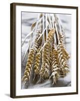 Ears of Rye on a Linen Cloth-Susanne Casper-zielonka-Framed Photographic Print