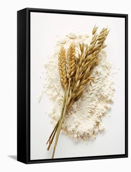 Ears of Wheat and Oats on Flour-null-Framed Stretched Canvas