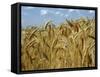 Ears of Wheat in Field-Monika Halmos-Framed Stretched Canvas