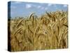 Ears of Wheat in Field-Monika Halmos-Stretched Canvas