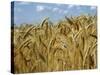 Ears of Wheat in Field-Monika Halmos-Stretched Canvas