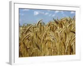 Ears of Wheat in Field-Monika Halmos-Framed Photographic Print