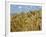 Ears of Wheat in Field-Monika Halmos-Framed Photographic Print