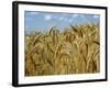 Ears of Wheat in Field-Monika Halmos-Framed Photographic Print