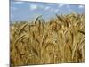 Ears of Wheat in Field-Monika Halmos-Mounted Photographic Print