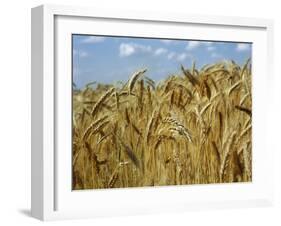 Ears of Wheat in Field-Monika Halmos-Framed Photographic Print