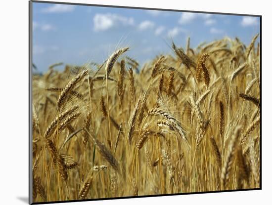 Ears of Wheat in Field-Monika Halmos-Mounted Photographic Print