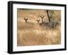 Ears-J.D. Mcfarlan-Framed Photographic Print