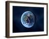 Earth-Like Alien Planet, Artwork-null-Framed Photographic Print