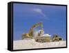 Earth Removal, Jcbs/Diggers, Construction Industry-G Richardson-Framed Stretched Canvas