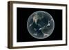 Earth's Western Hemisphere with Rise in Sea Level 330 Feet Above Average-null-Framed Art Print