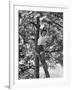 Eartha Kitt Playing in the Tree-Gordon Parks-Framed Premium Photographic Print