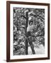 Eartha Kitt Playing in the Tree-Gordon Parks-Framed Premium Photographic Print