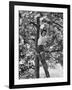 Eartha Kitt Playing in the Tree-Gordon Parks-Framed Premium Photographic Print